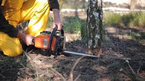 Best Hazardous Tree Removal  in Midland, WA